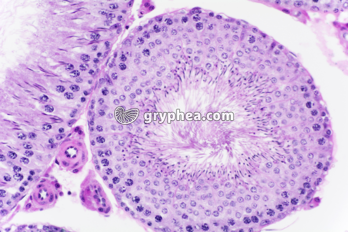 Testicule de Cobaye x100 - gryphea.org